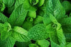 Mint (Pudina)