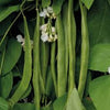 Runner Beans