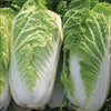 Chinese Cabbage